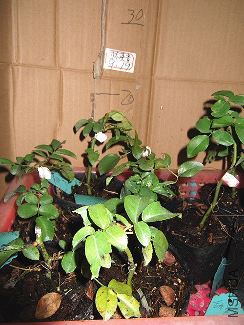 DSCF2245.JPG