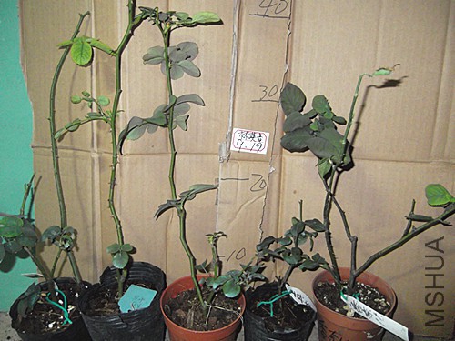 DSCF2248.JPG