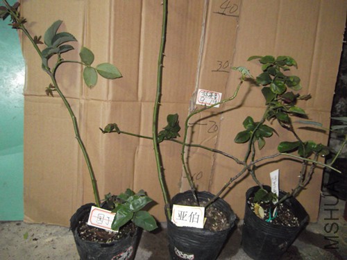 DSCF2263.JPG