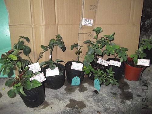 DSCF2264.JPG