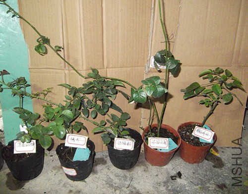 DSCF2273.JPG