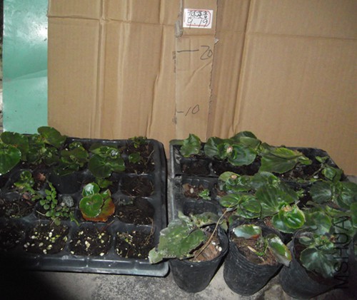 DSCF2275.JPG
