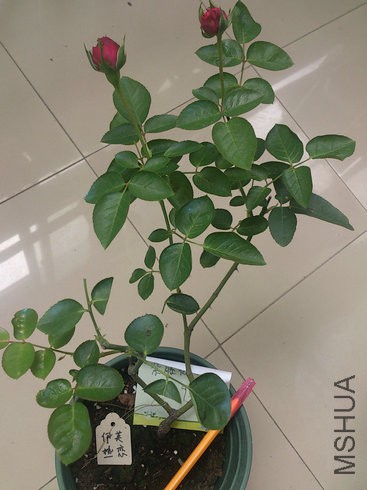 ��ܽ����