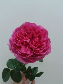 ��ܽ����