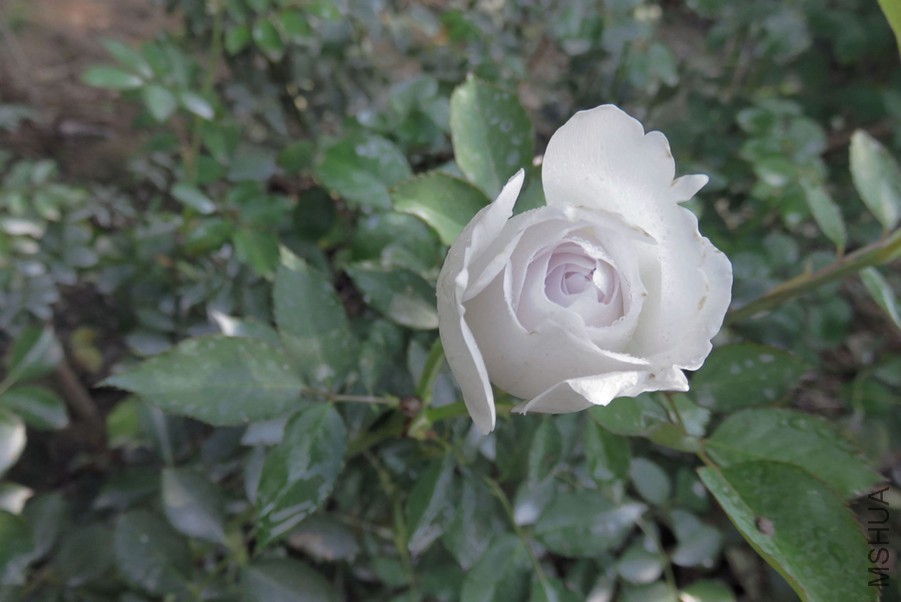 IMG_7831 - ����.JPG