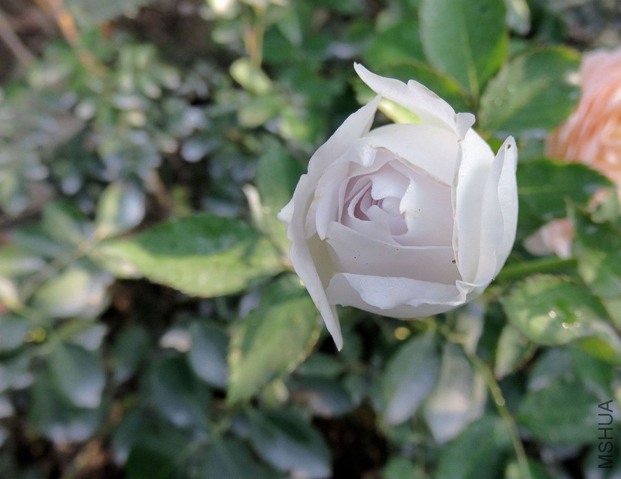 IMG_7824 - ����.JPG