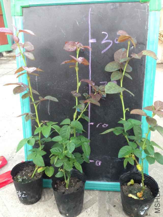 QQͼƬ20150921065812.jpg