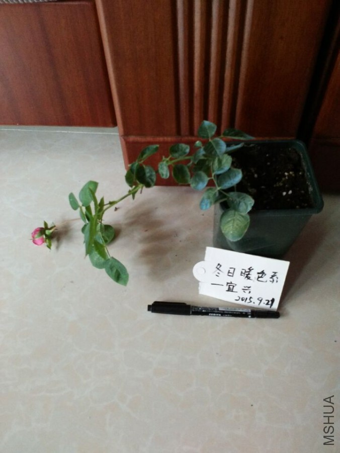 ��ܽ����3���д��磩