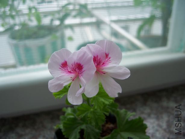 100_4817.JPG
