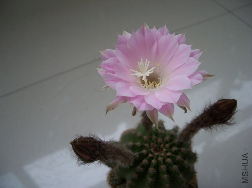 100_4837.JPG