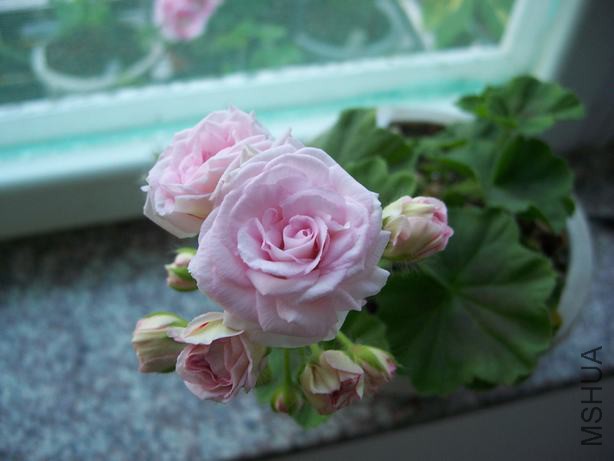 100_5072.JPG