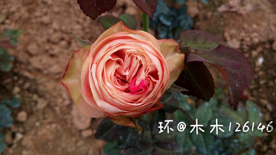276703.jpg