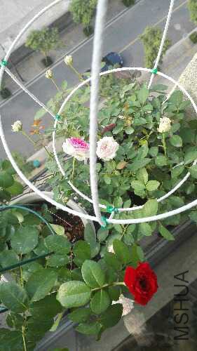 IMG_20150913_074932.jpg