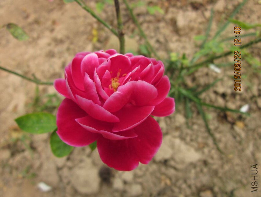 QQͼƬ20150922130848.jpg