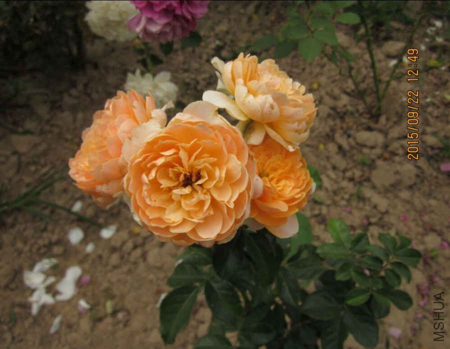 QQͼƬ20150922130857.jpg
