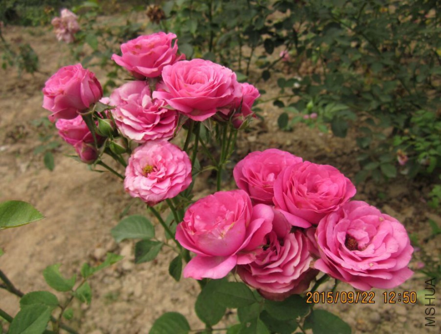 QQͼƬ20150922130902.jpg