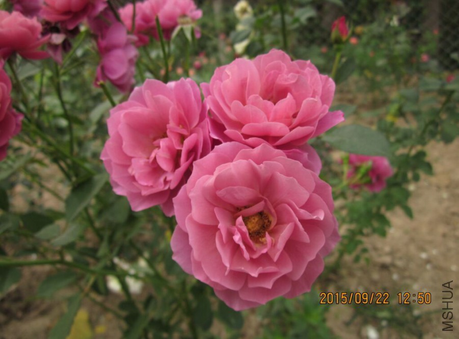 QQͼƬ20150922130911.jpg