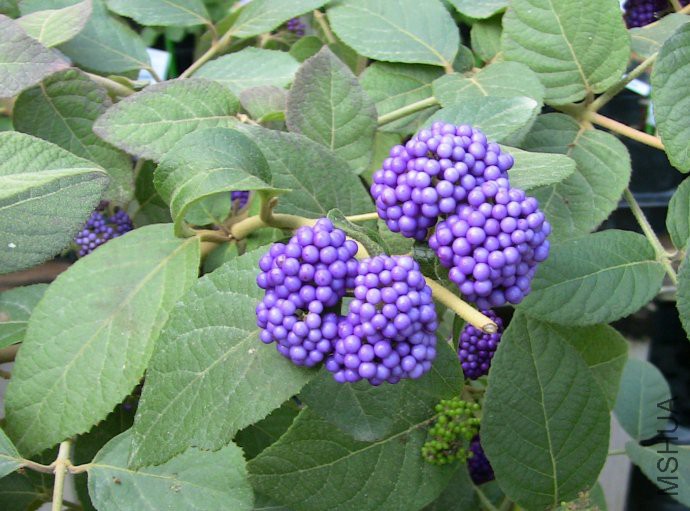 60bb01c5gd045791090b3&amp;690.jpg