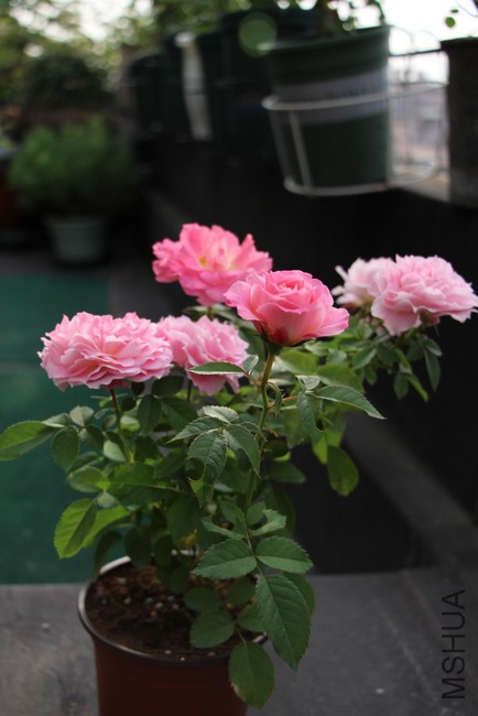 IMG_0042.JPG