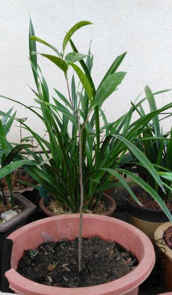 2013��11�� ���� 15cm �ļ������󣩽𻨲�.jpg