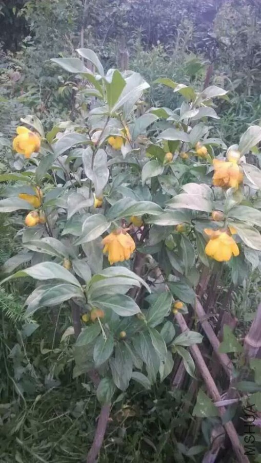 ��ɽ ����𻨲�.jpg