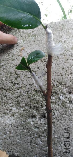 ���³��޽�01  ��ľΪ�����������е�����С�׻��Ͳ裬�ϲ�Ϊ��Ƥ�ӿ���ī���²�Ϊ����.jpg