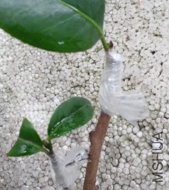 ���³��޽�02  ��ľΪ�����������е�����С�׻��Ͳ裬�ϲ�Ϊ��Ƥ�ӿ���ī���²�Ϊ����.jpg