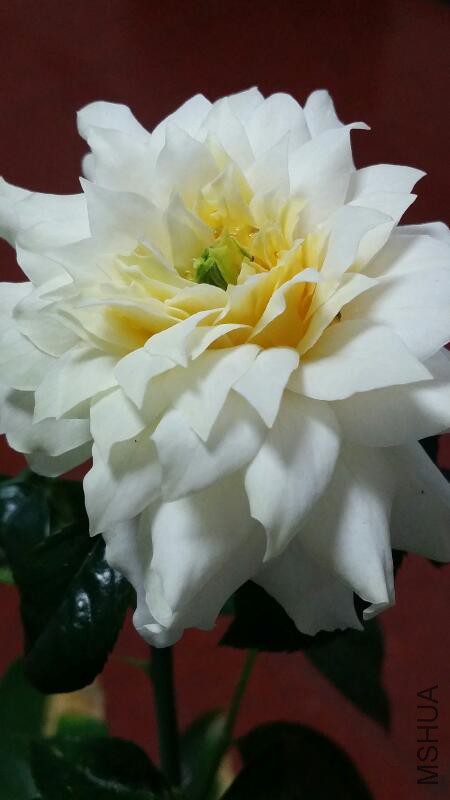 rps20150922_195017.jpg