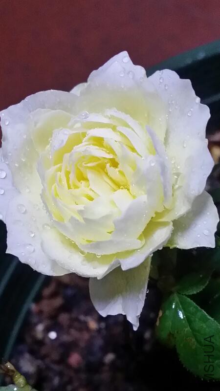rps20150922_194831.jpg
