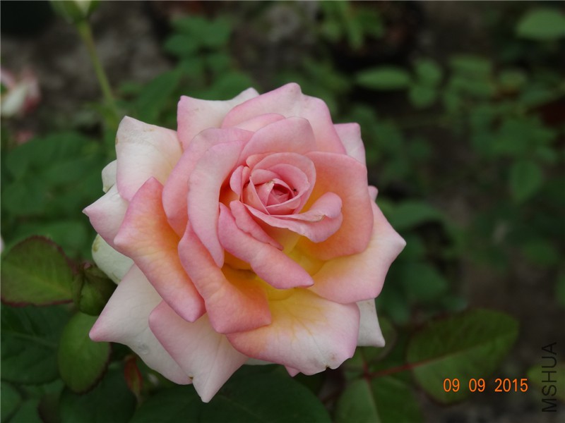 DSC05686.jpg