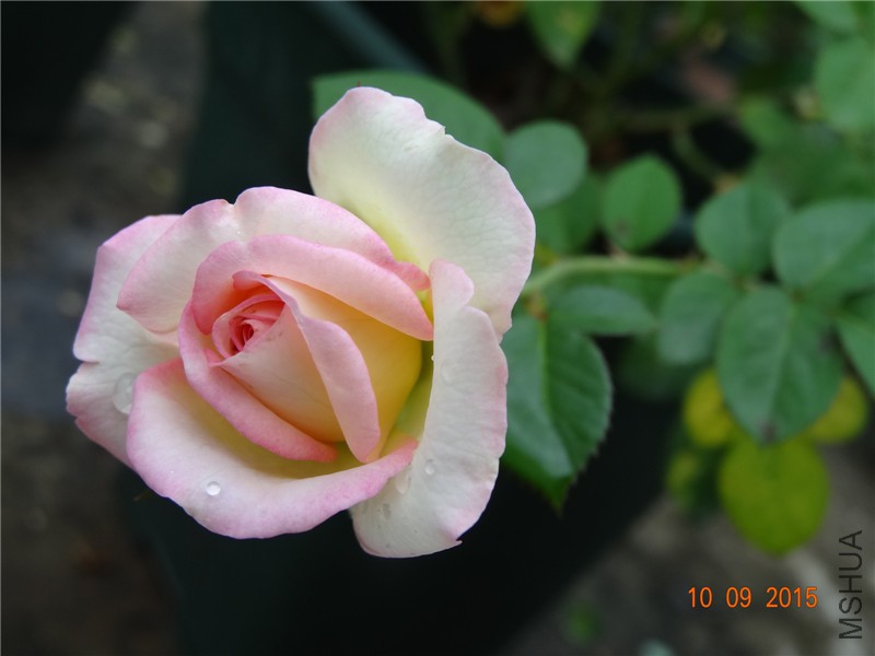 DSC05769.jpg