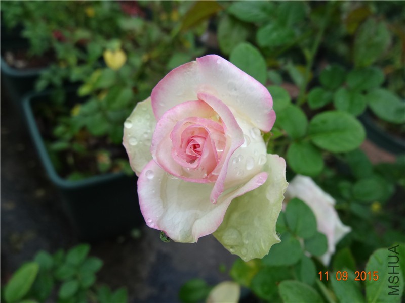 DSC05814.jpg