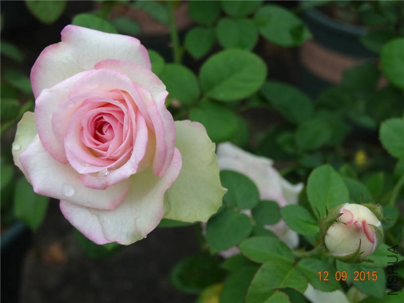 DSC05859.jpg