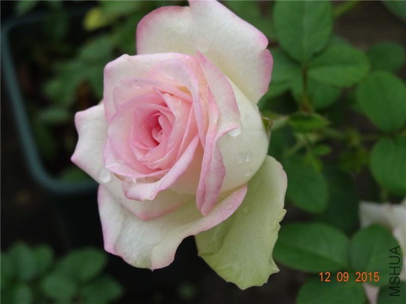 DSC05860.jpg