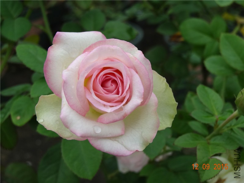 DSC05861.jpg