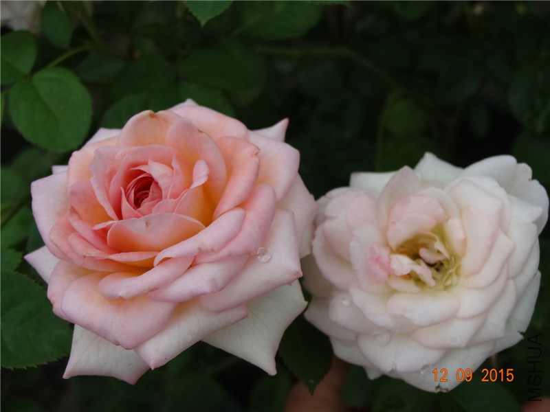 DSC05862.jpg