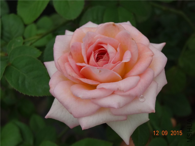 DSC05863.jpg