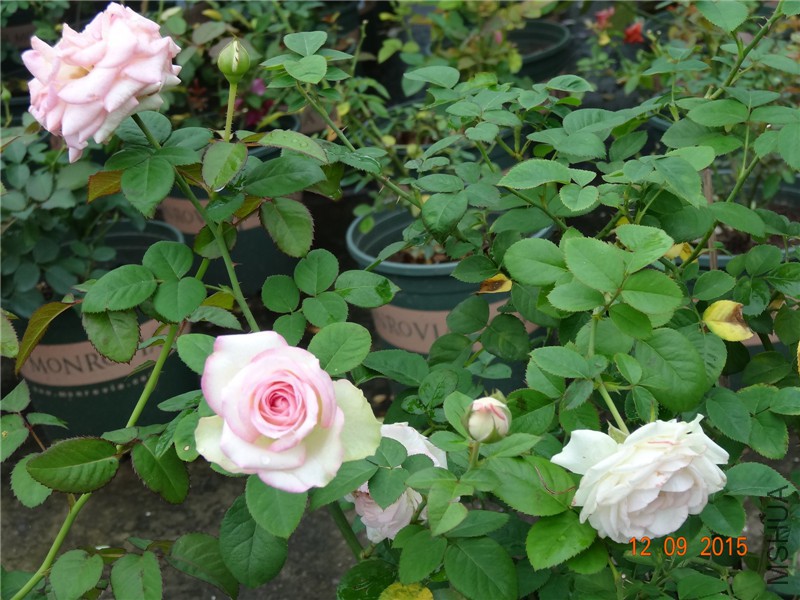 DSC05864.jpg