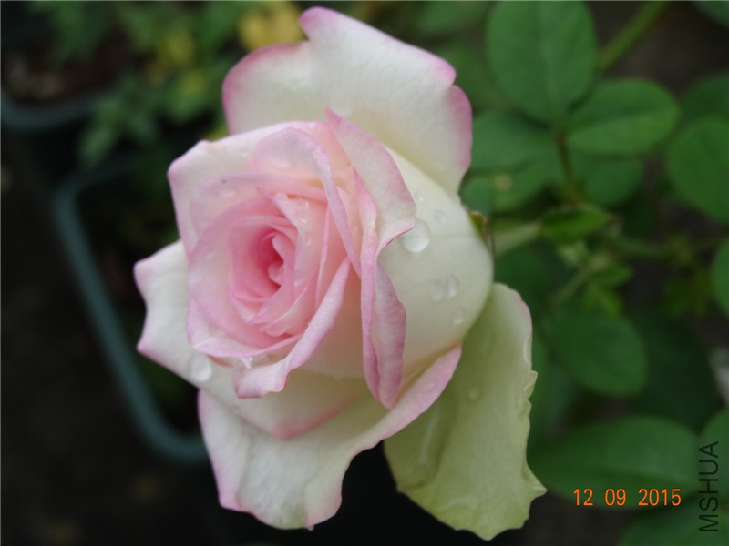 DSC05865.jpg