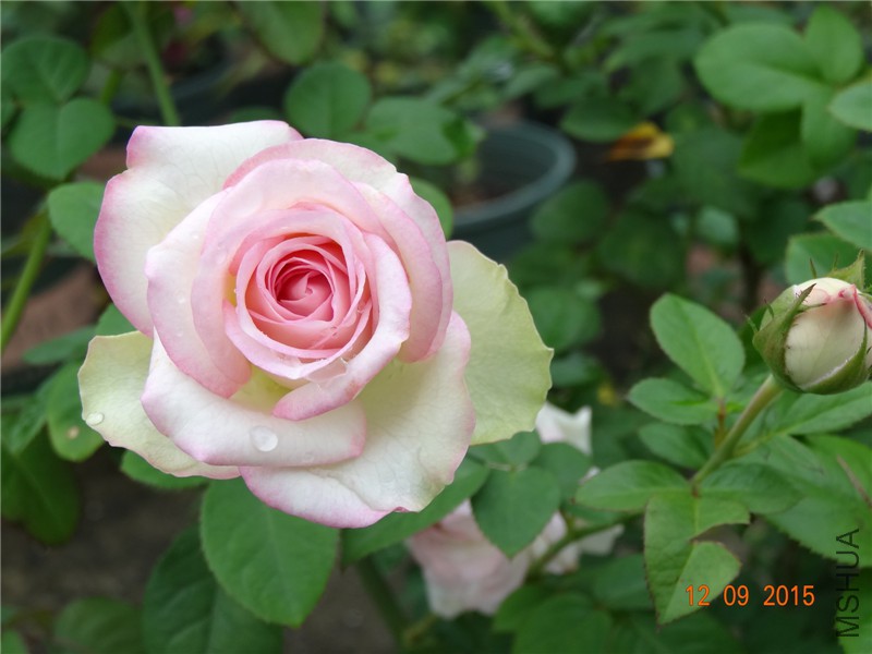 DSC05866.jpg