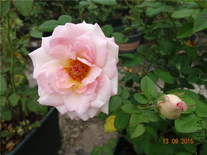 DSC05953.jpg