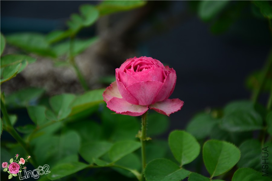 DSC_3953_����.jpg