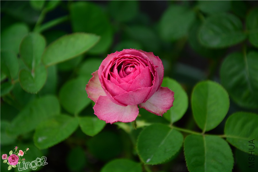 DSC_3954_����.jpg