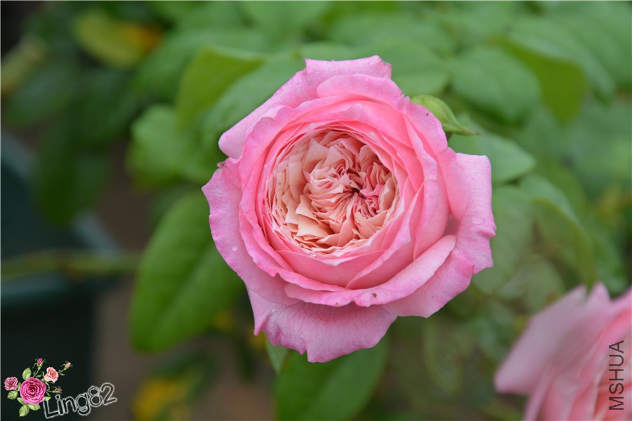 DSC_4169_����.jpg