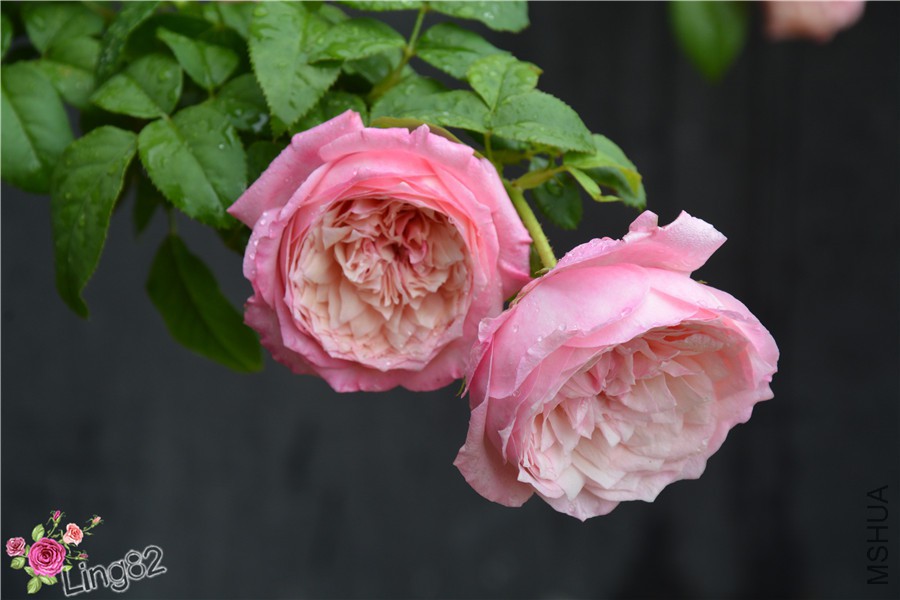DSC_4194_����.jpg
