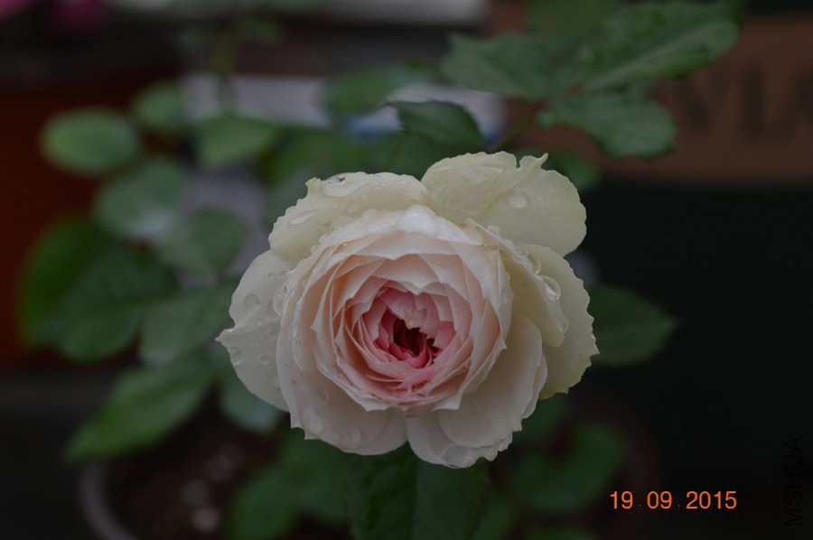 DSC_0034.jpg