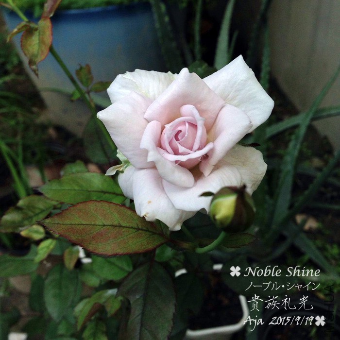 �������15919-5.jpg