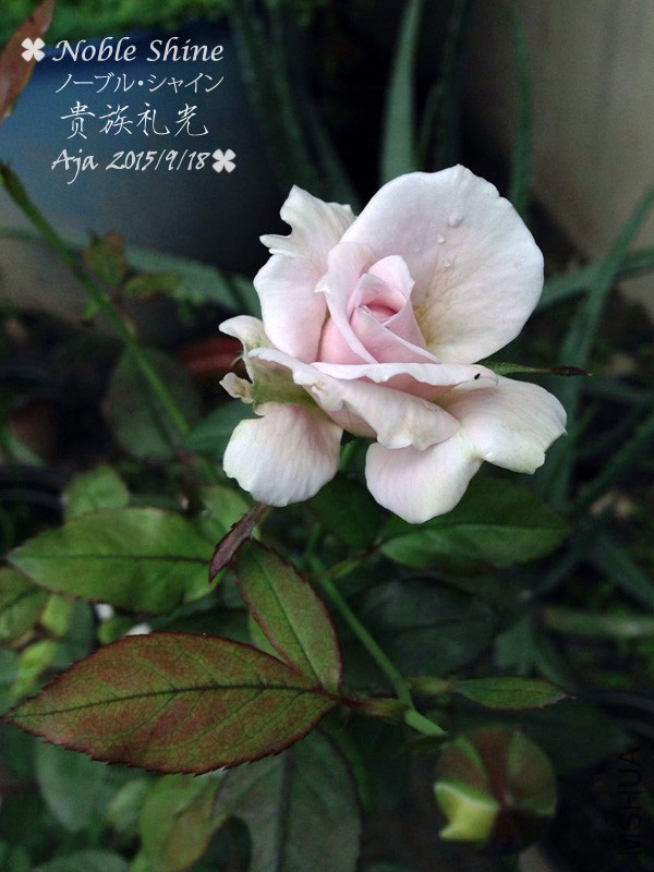 �������15919-7.jpg