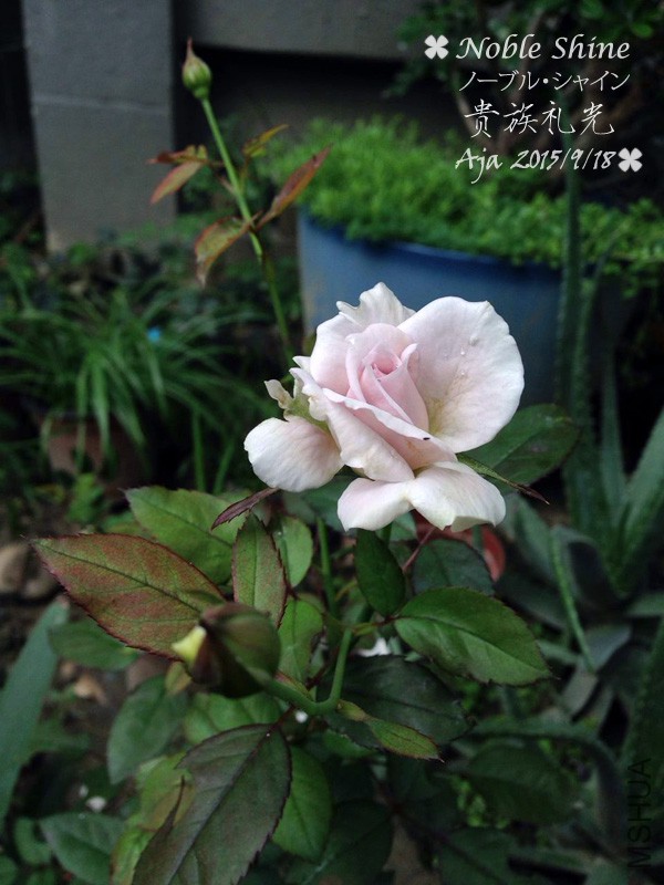 �������15919-6.jpg