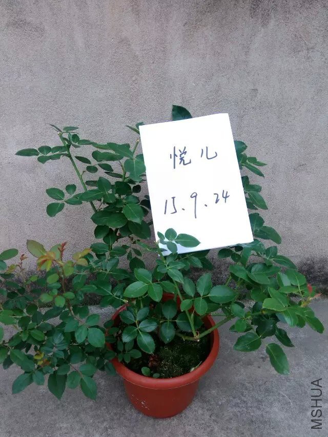 ����1.jpg